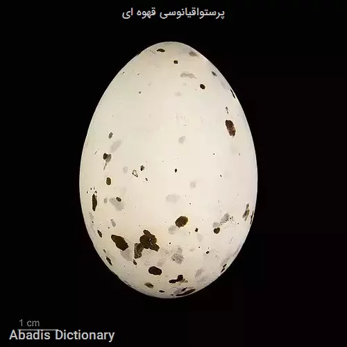 پرستواقیانوسی قهوه ای